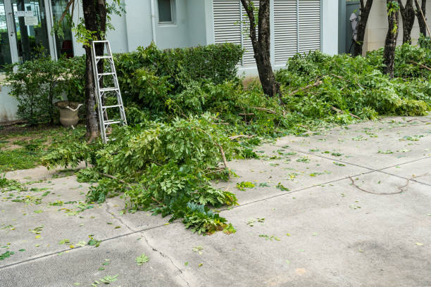 Seasonal Cleanup (Spring/Fall) in Akron, CO